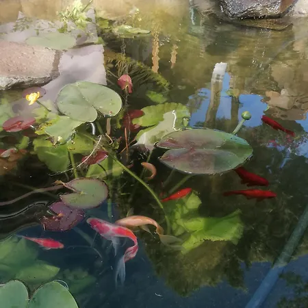 Lavanda * Emánueltelep